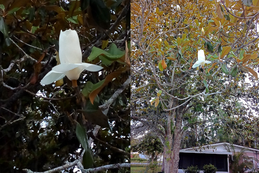 [Two images spliced together. Amid yellowish-green leaves on the tree is one large white flower with a few petals horizontal to the ground and the rest fully upright and not yet unfolded. On the left is a close view of the very white flower. On the right is a zoomed out view and the main trunk of the tree is visible as is a house a bit away from the tree. ]